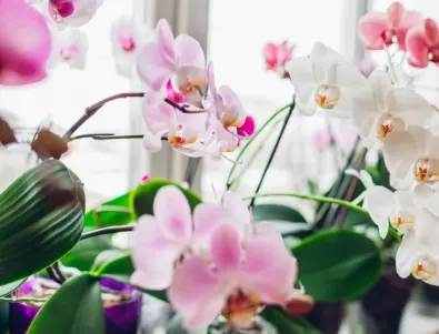 Наторете орхидеите така и те ще цъфтят цяла зима  