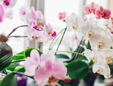 3 начина орхидеята да цъфти през цялата година