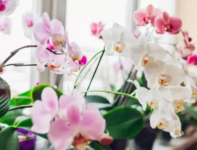 Орхидеята ще цъфти като луда - най-лесният начин да я съживите