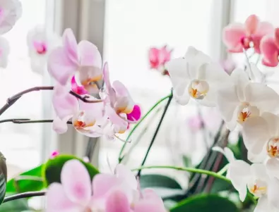 Къде растат орхидеите сред дивата природа?