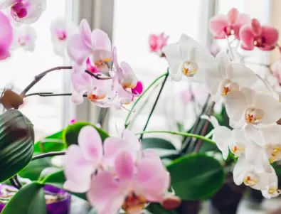 Пресаждане на орхидеята - как да разберете, че е време да го направите