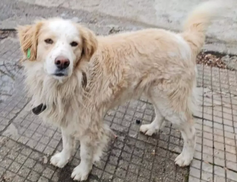 "Принудителен туризъм" за бездомни кучета по улиците на Благоевград