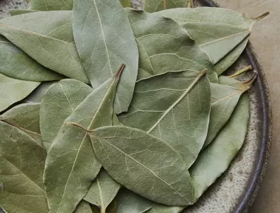 Дафинов лист и сапун - рецептата, която всеки градинар трябва да знае