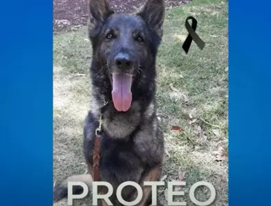 Турция: Мексиканският спасителен екип се прости с кучето Протео, загинало докато спасяваше пострадал (ВИДЕО)