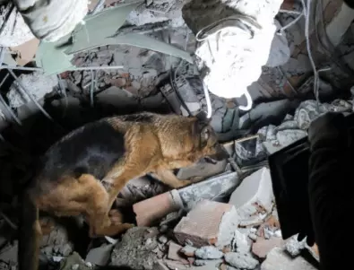 Турция: Куче отчаяно търси стопанина си под развалините от земетресението, носейки му хляб  (ВИДЕО)