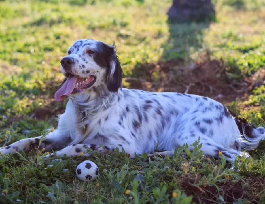 Английски сетер е признат за кучето с най-дългия език в света (ВИДЕО)