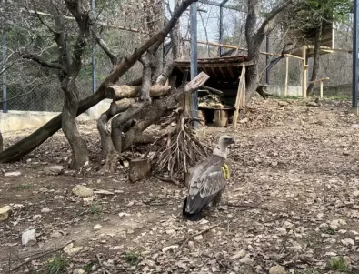Двойка белоглави лешояди са новите обитатели на зоопарка в Стара Загора (СНИМКИ)