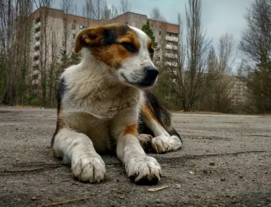 Чернобилските кучета вече са генетично различни от другите по света