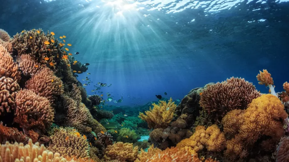 Проучване: Внезапното затопляне на моретата ще унищожи океанския живот като горски пожар 