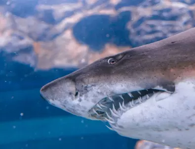 Ужасяващ клип: над 50 акули обграждат рибарска лодка (ВИДЕО)