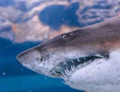 В Египет хванаха акулата, изяла 23-годишен руснак (ВИДЕО)