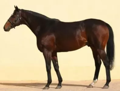 В Чехия откраднаха коня на Кадиров, струващ хиляди евро