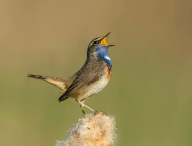 Европейски ден на птиците