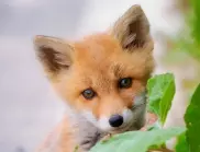 С какво се храни лисицата?