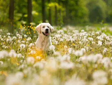 Кои миризми отблъскват моментално кучетата?