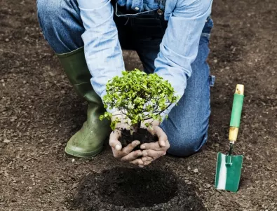 Ускорете появата на здрави корени на вашите растения с тези 5 доказани метода