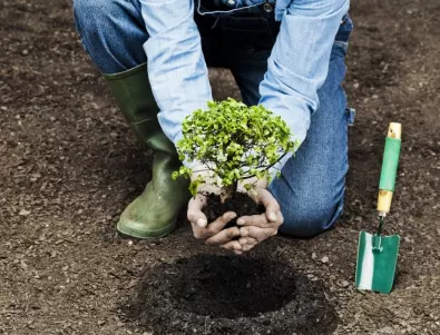Защитете овошките в градината си с този прост трик с ВЪЗГЛАВНИЦИ