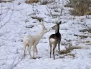 Белият сръндак в Родопите е уловен на СНИМКА