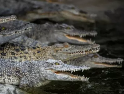 Откриха останките на изчезнал австралийски рибар в телата на крокодили 