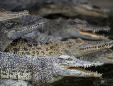 Бегълци крокодили от ферма издирват в Китай (ВИДЕО)