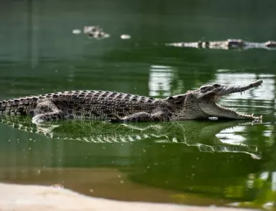 Сушата унищожава второто по големина местообитание на крокодили в Африка (ВИДЕО)
