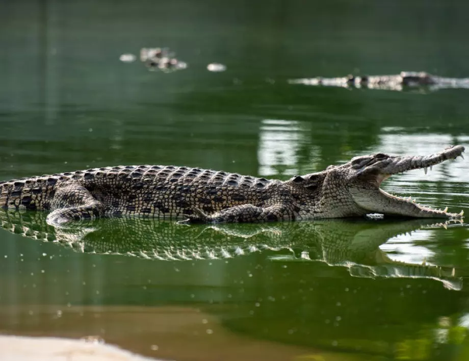 "Като луди": Крокодили се чифтосват от шума на боен вертолет в Австралия 