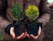 Грижа за новозасадени дървета и храсти: Добрите градинари споделят