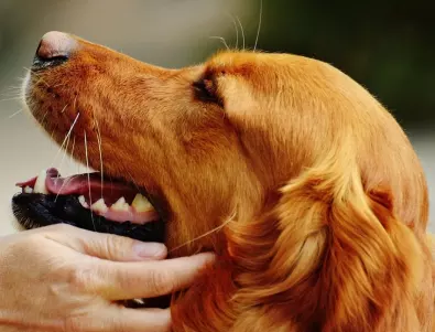 Как да се справим с проявите на агресивно куче?