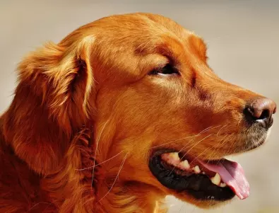 Кои са най-популярните породи кучета