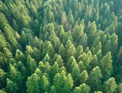 Запасът на горите у нас е нараснал близо 3 пъти (СНИМКИ)
