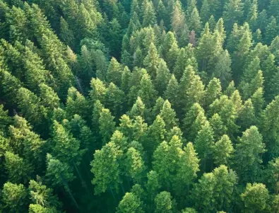 Русия е унищожила над 60 хиляди хектара украински гори на стойност 333 млн. евро: Разследване