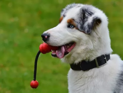 Топ 10 миризми,които кучетата мразят
