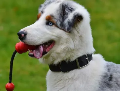 Проучване: Кучетата разпознават думи, свързани с определени предмети
