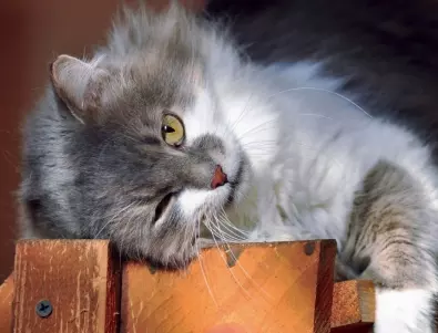 Жена, живяла с котки 50 години, разкри най-голямата им тайна