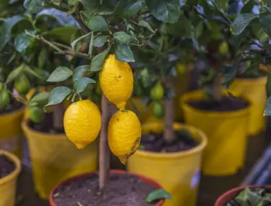 Защо падат листата на лимона през зимата – тази грешка правим всички