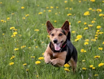 Ветеринар обясни защо и кога кучетата ядат трева