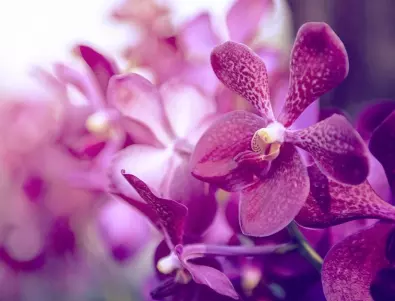 Каква саксия да изберете за орхидеята?