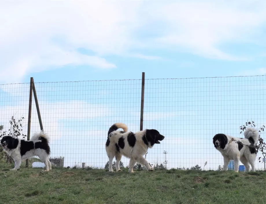 Изложба на българското овчарско куче се проведе в община Елин Пелин