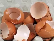 Само хитрите домакини слагат черупки от яйца във верото - ето защо