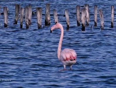 За първи път в историята на България - розово фламинго гнезди у нас
