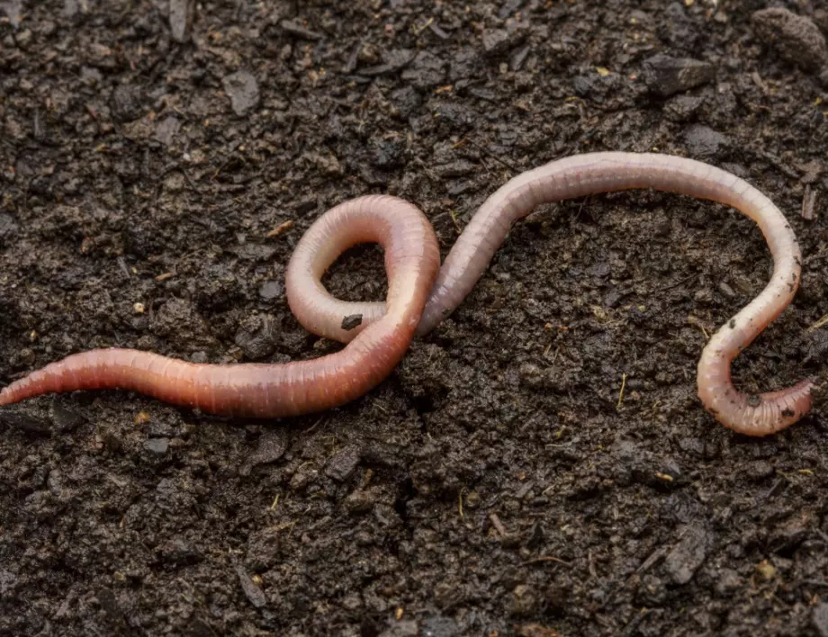 Болки, диария и кашлица: Жив паразитен червей откриха в мозъка на жена 