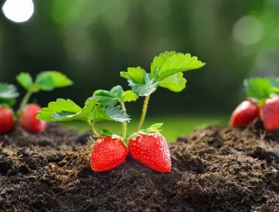 Как да спасите ягодите от майския бръмбар