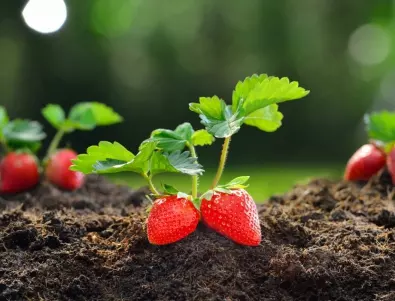 Най-важното в грижата за ягодите през пролетта - направете това и ще берете сладки и сочни плодове