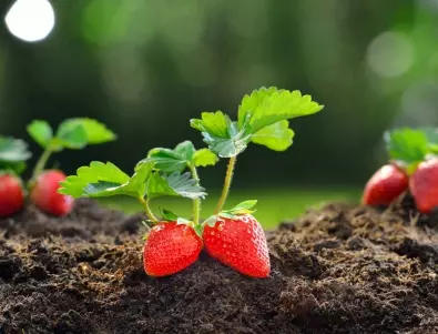 На колко време трябва да се пресаждат ягодите?
