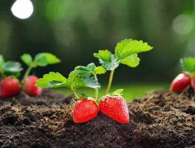 7 причини, поради които ягодите НЕ цъфтят