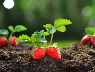 Защо опитните градинари засаждат копър и чесън в лехите с ягоди