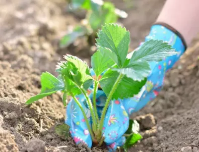 Гниене на ягодите - ефективни методи за спасяване на реколтата