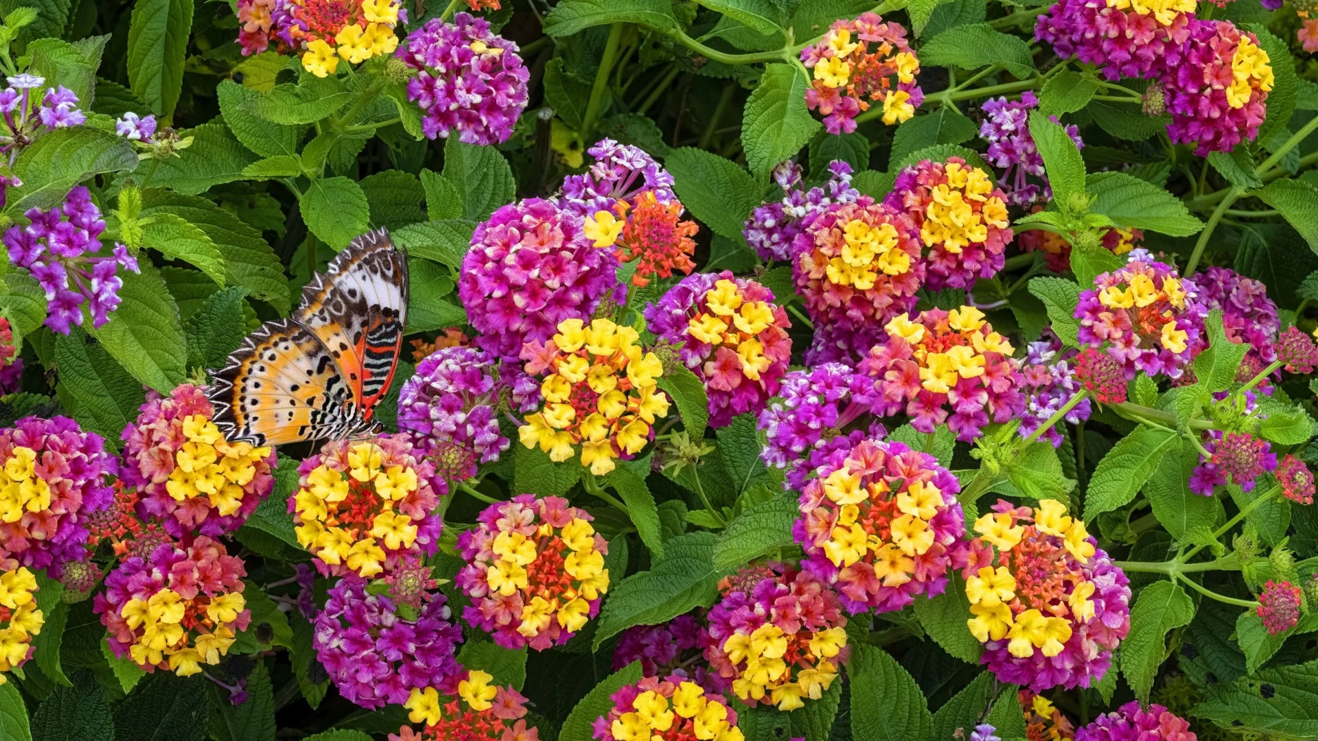 Цветята, които трябва да засадите през март - те ще цъфтят буйно до късна есен