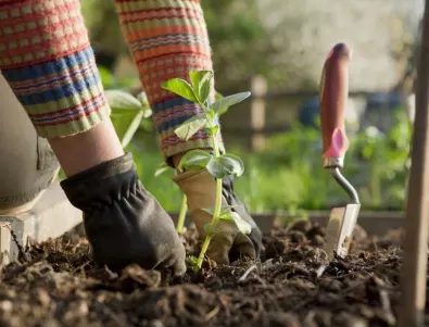 Градинарите споделят: Методи за поддържане на влажността на почвата през ЛЯТОТО
