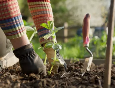 Подхранване на градината: Природен разтвор за богата реколта